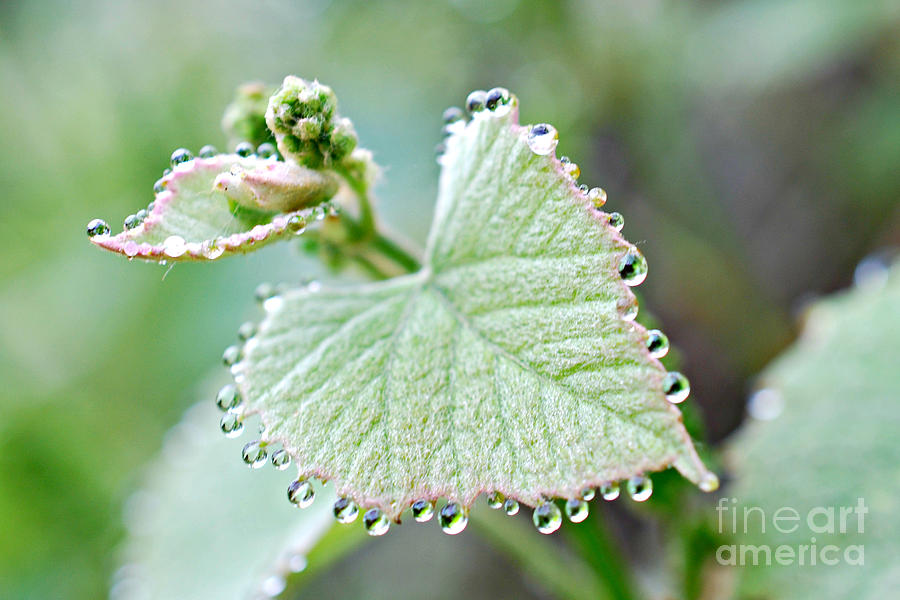 Grape Leaves with Tiny Droplets Photograph by Lila Fisher-Wenzel
