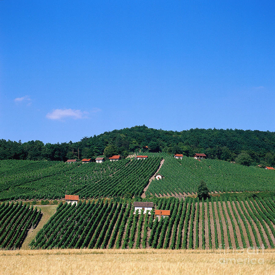 Grape Plantation, Franconia, Germany Photograph by Christian Grzimek