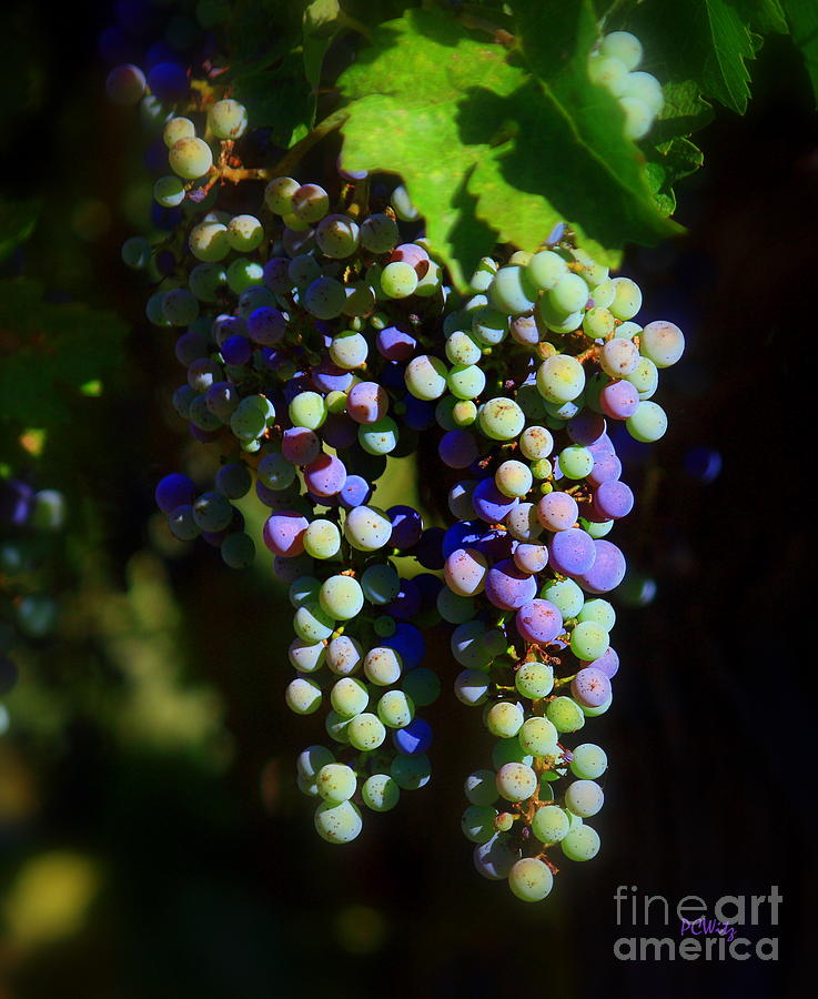 Grape Pre-Vino Photograph by Patrick Witz