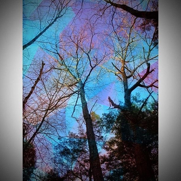 Tree Photograph - Grape Splattered Forest by Katie Phillips