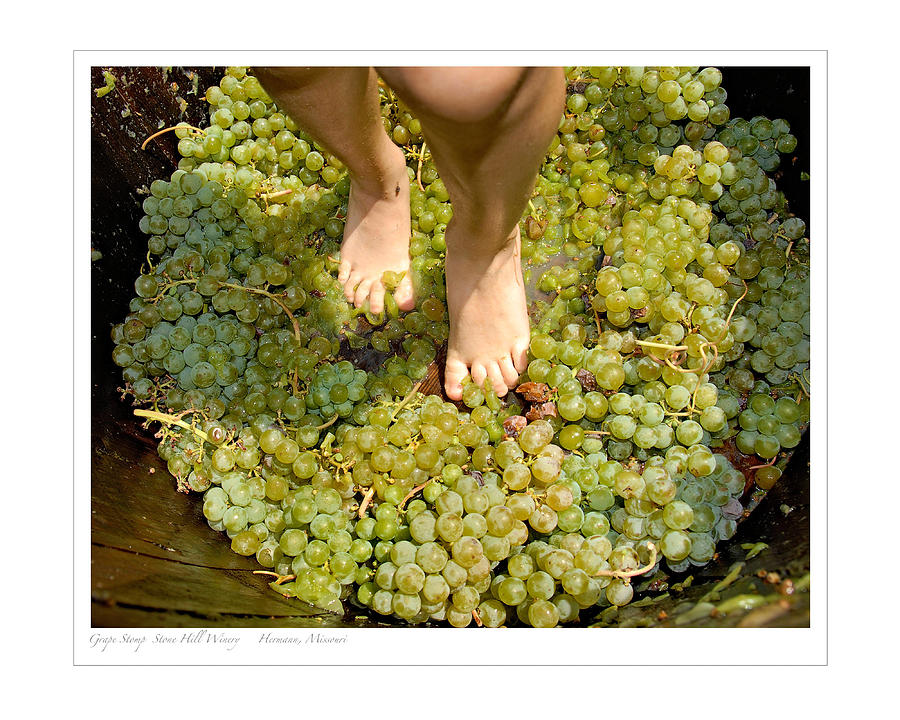 Grape Stomp Photograph by Tony Carosella Fine Art America