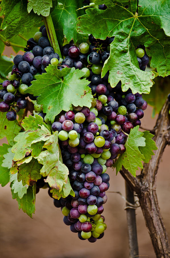Wine Photograph - Grape Veraison by Swift Family