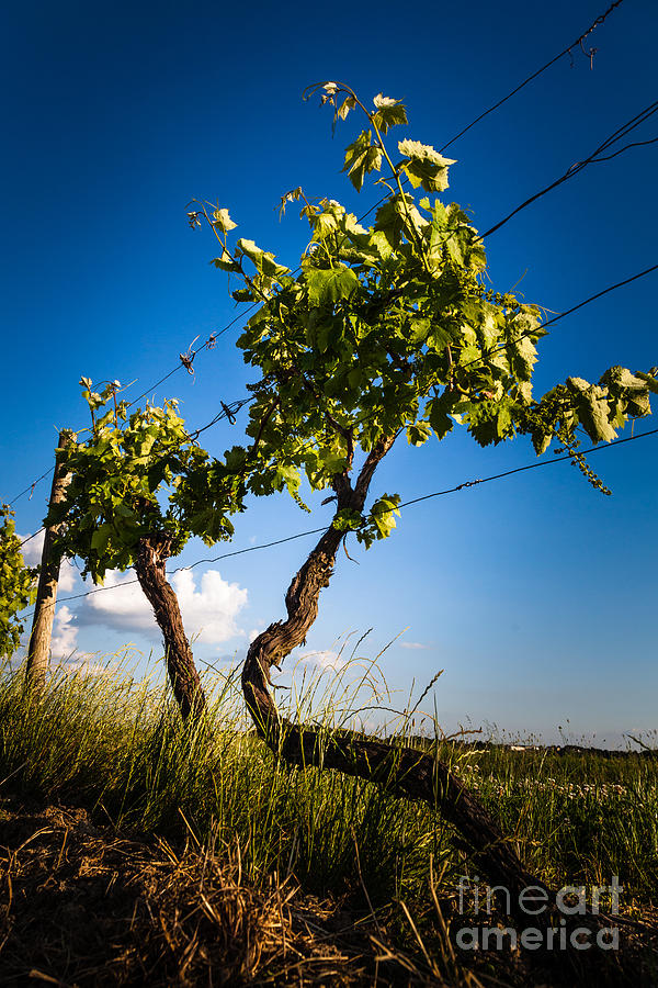 Grape vine against blue sky Photograph by Peter Noyce