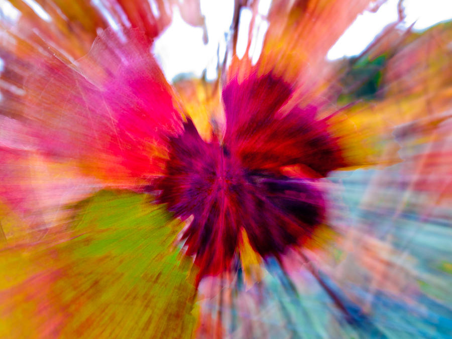 Abstract Photograph - Grape Vine Burst by Bill Gallagher