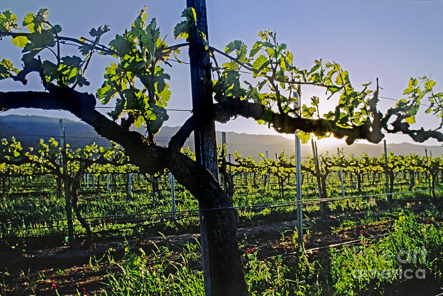 Grape Vine in Spring Photograph by Craig Lovell