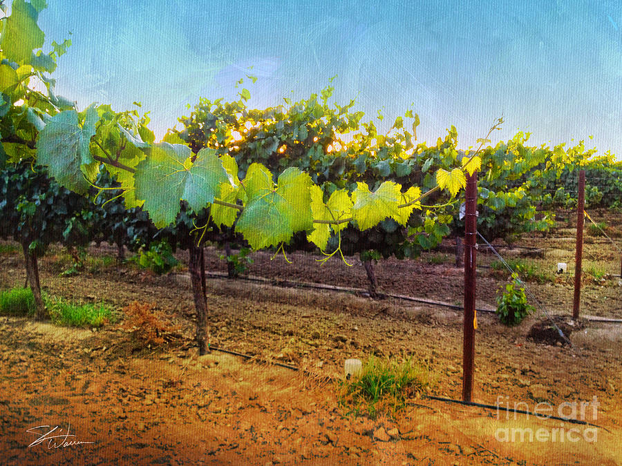 Grape Vine in the Vineyard Photograph by Shari Warren