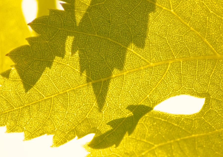 Grape vine leaf design Photograph by Blair Seitz - Fine Art America