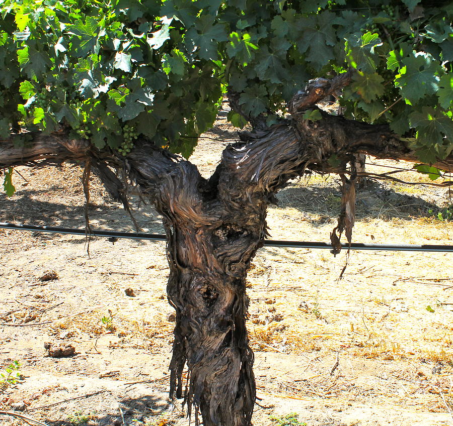 Grape Vine Photograph by Pamela Walrath