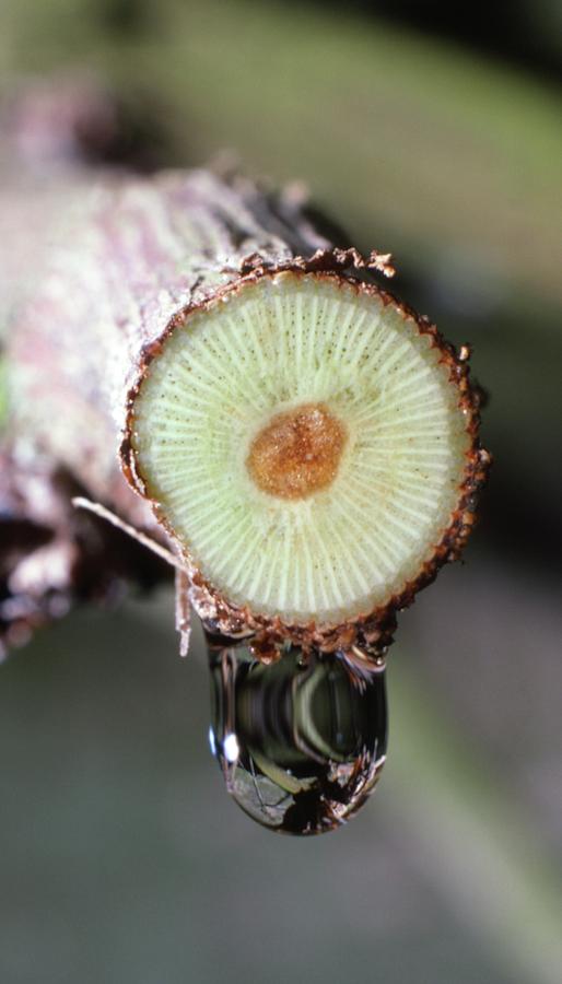 grape-vine-stem-showing-root-pressure-photograph-by-dr-jeremy-burgess