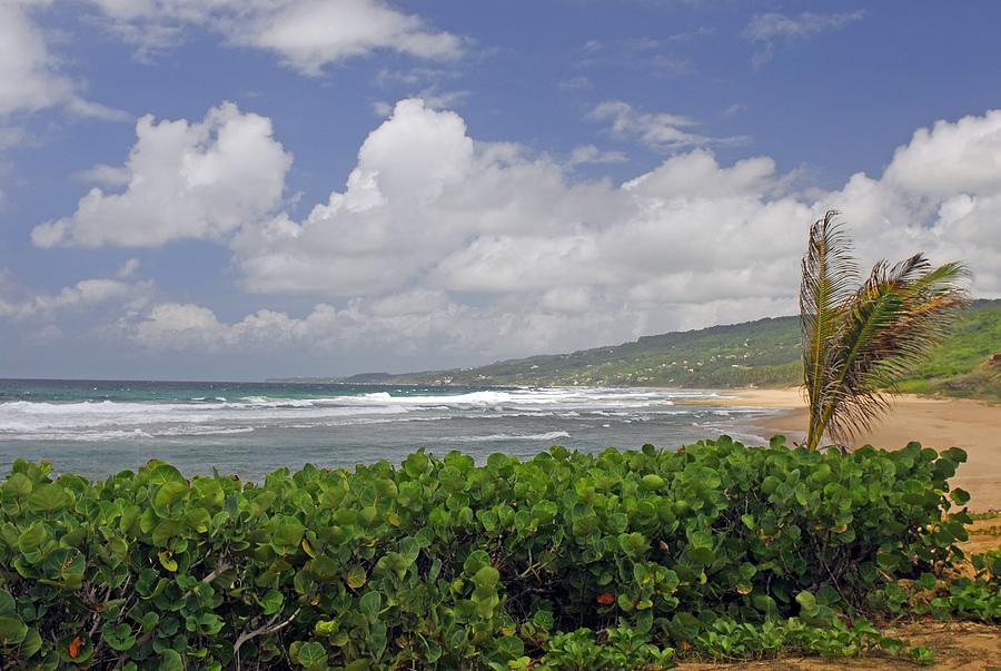 Grape Vines and Barbados Beach Photograph by Willie Harper
