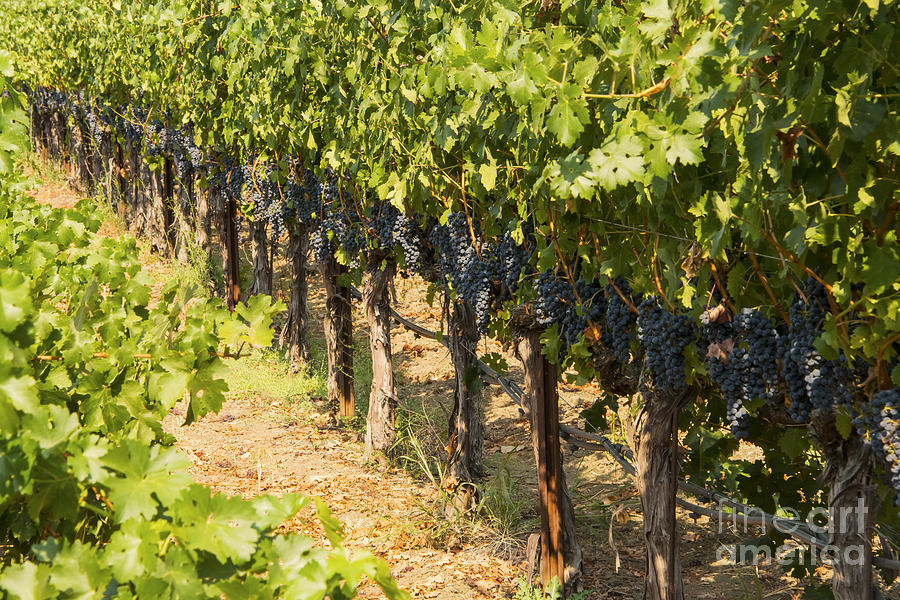 Grape Vines Photograph by Bob Phillips