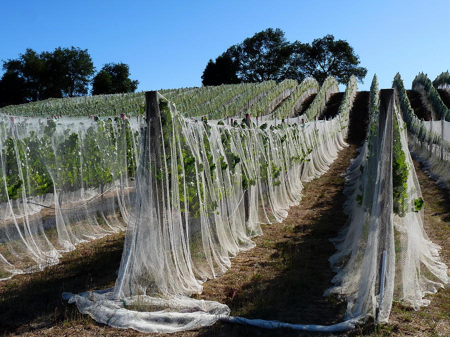Grape Vines Covered In Netting Photograph by Jeff Lowe Fine Art America