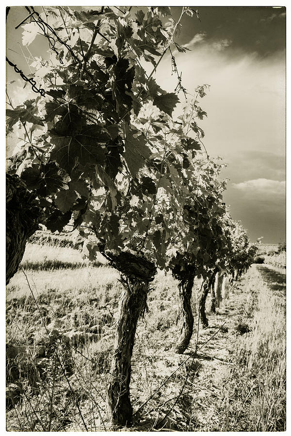 Grape Vines Toned Photograph by Georgia Clare