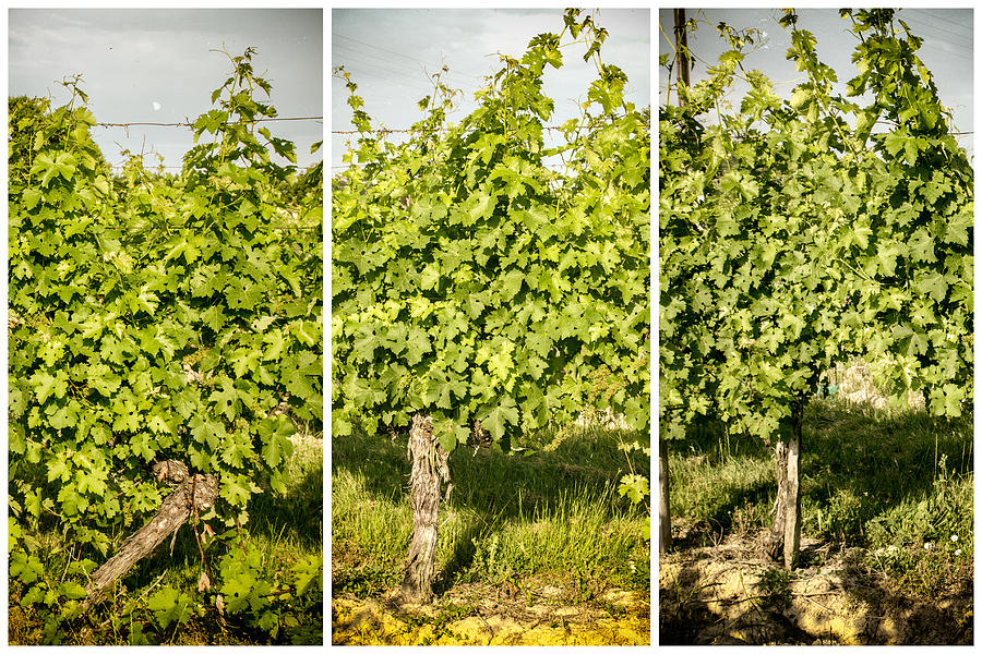 Grape Vines Triptych Photograph by Georgia Clare