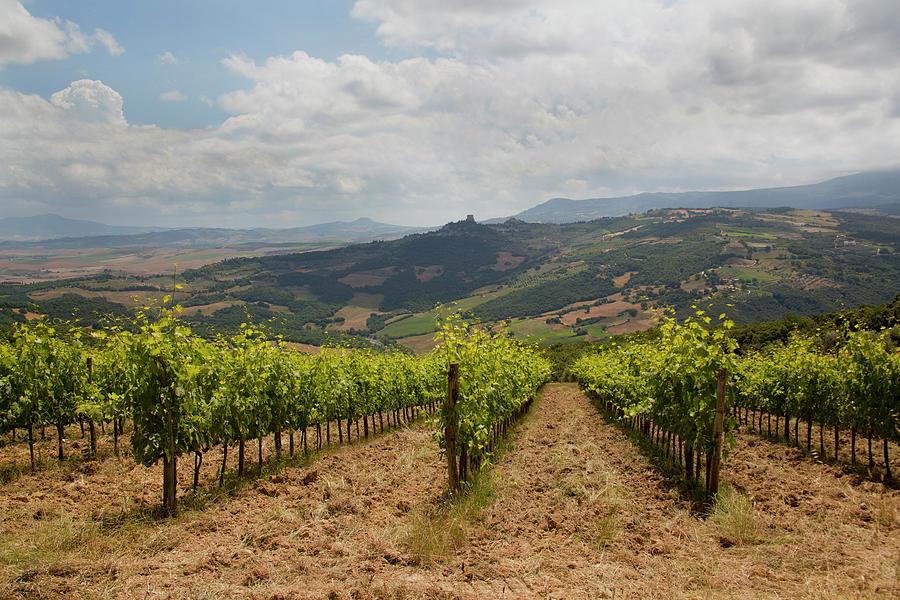 Grape Vineyards Against Tuscan Landscape Photograph by Andrew Bret Wallis