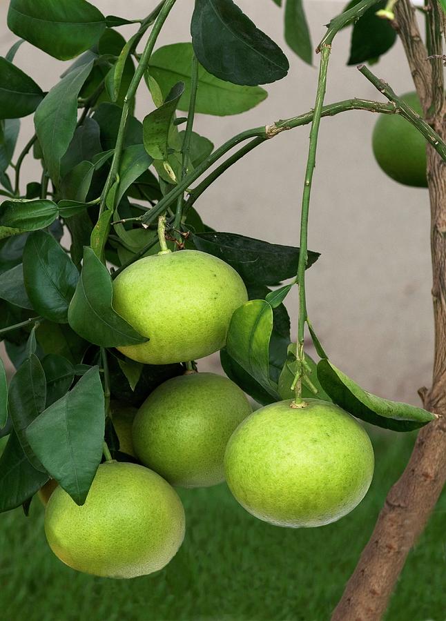 Grapefruit (citrus Paradisi) Photograph by Science Photo Library Grapefruit (citrus Paradisi) Photograph by Science Photo Library