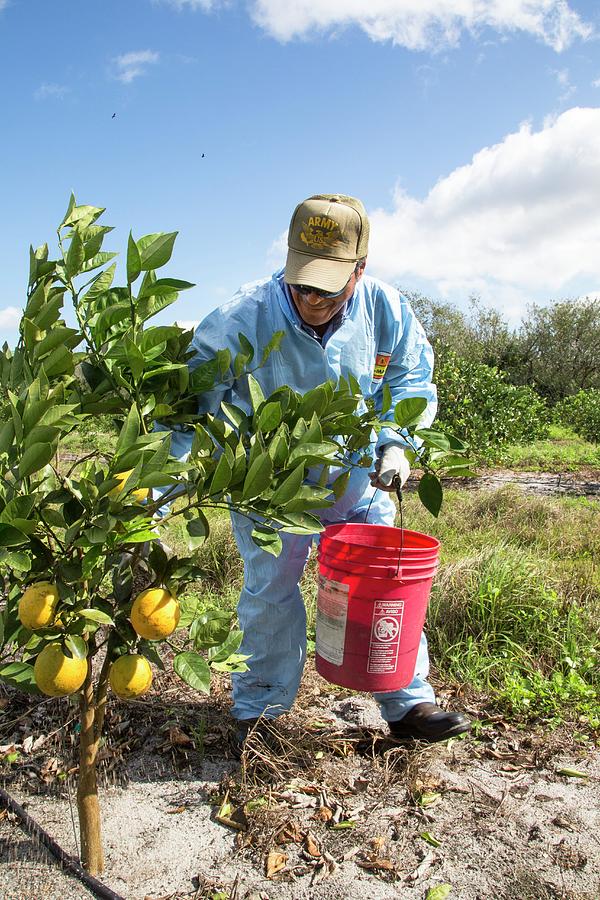 Grapefruit Farming Photograph by Science Photo Library Grapefruit Farming Photograph by Science Photo Library