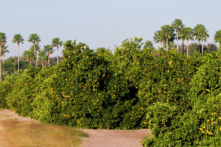 Juice Photograph - Grapefruit Grove In Mission, Texas by Larry Ditto