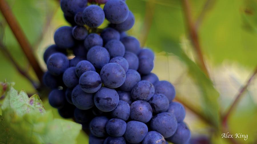 Grapes Photograph by Alex King