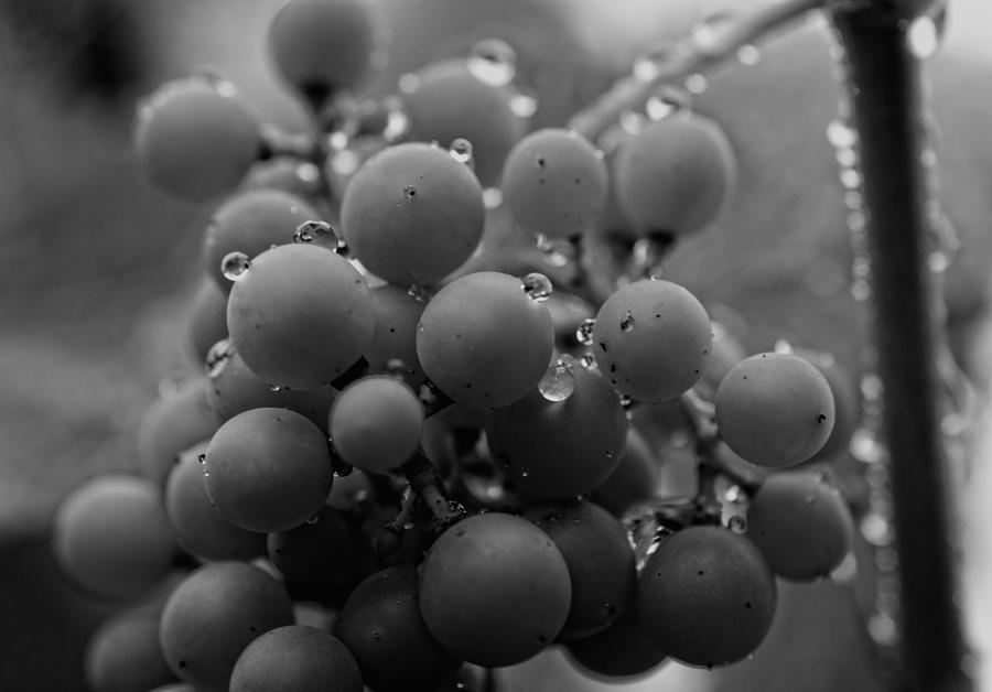 Grapes and Water Photograph by Miguel Winterpacht