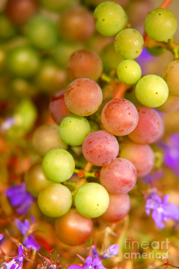 Flower Photograph - Grapes background by Michal Bednarek