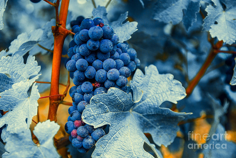 Grapes - Blue  Photograph by Hannes Cmarits