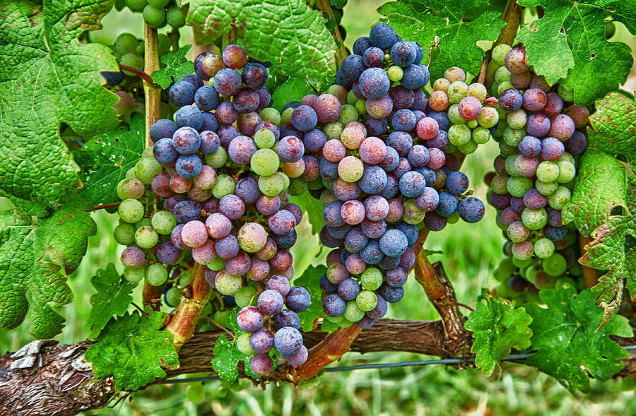 Grapes Photograph by David Kay