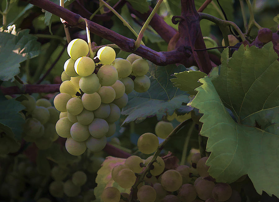 Grapes II Photograph by Wayne Meyer