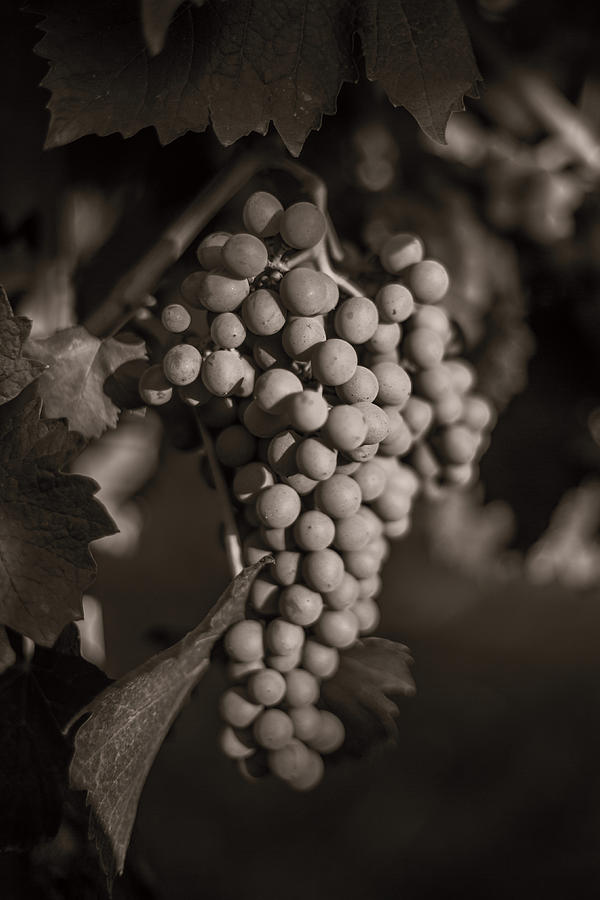 Grape Photograph - Grapes in Grey 2 by Clint Brewer