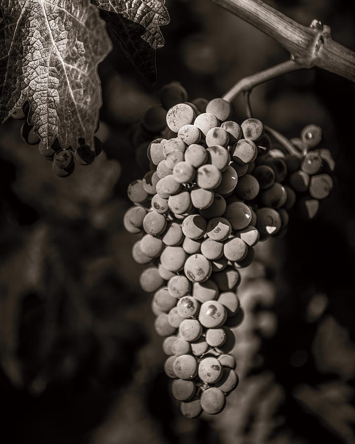 Grape Photograph - Grapes in Grey 4 by Clint Brewer