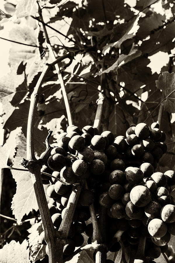 Grapes in Sepia Photograph by Georgia Clare
