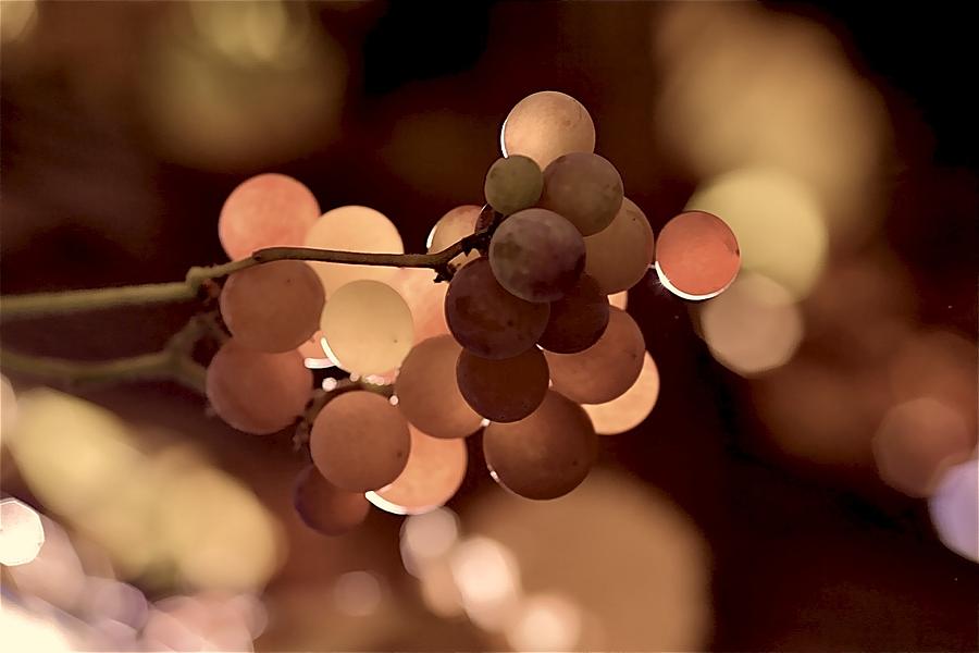 Grapes in the Sunlight Photograph by Catia Juliana