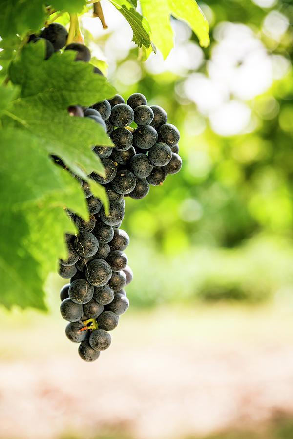 Grapes In The Vineyard Photograph by Mauro grigollo