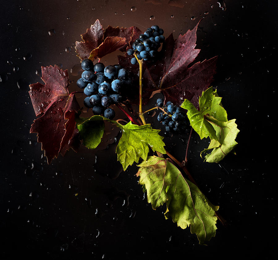 Wine Photograph - Grapes by Ivan Vukelic