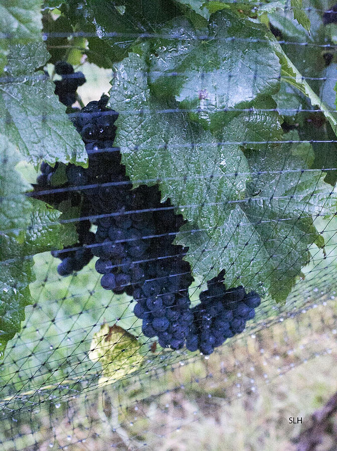 Grapes Photograph - Grapes by Lee Hartsell Grapes Photograph - Grapes by Lee Hartsell