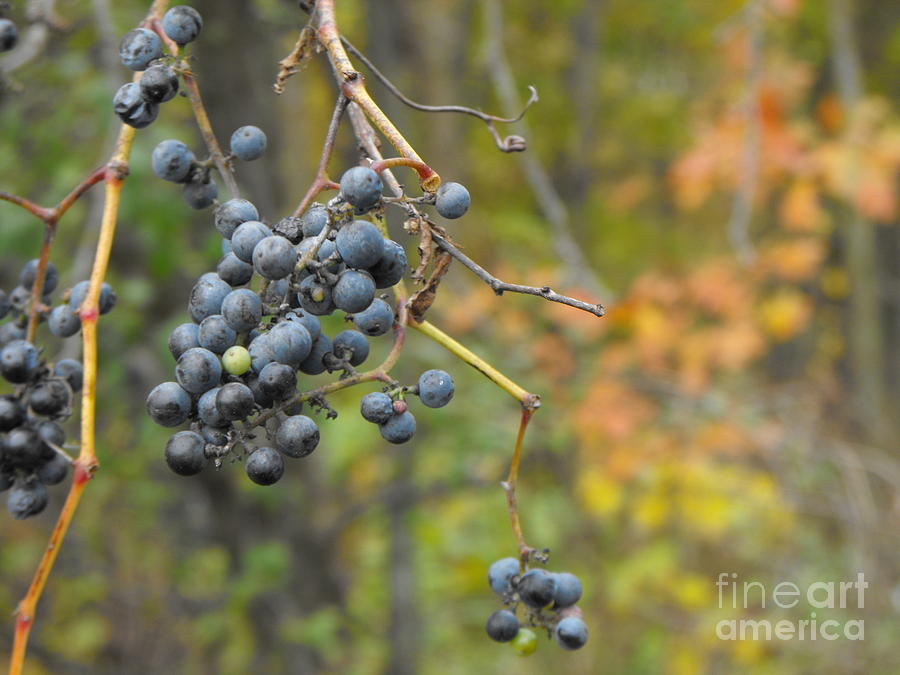 Grapes Left Photograph by Erick Schmidt