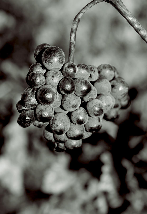 Grapes Photograph by Matthew Pace