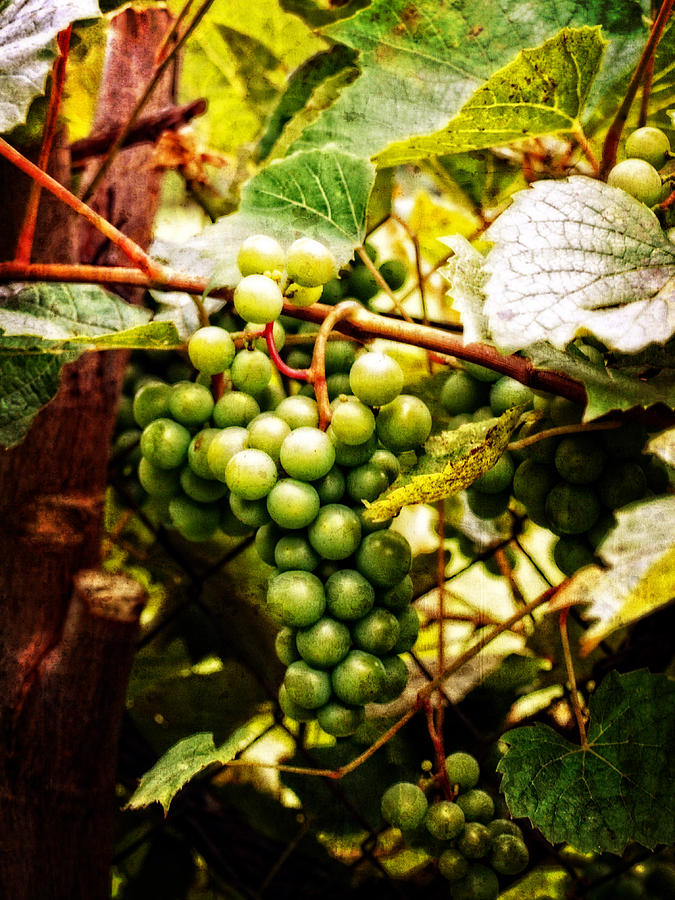 Grapes Photograph by Monica Havelka