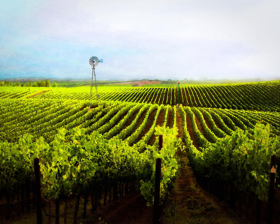 Grapes of the Los Carneros Photograph by Timothy Bulone