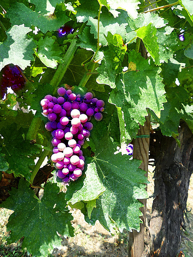 Grape Photograph - Grapes Of Tuscany Italian Winery  by Irina Sztukowski