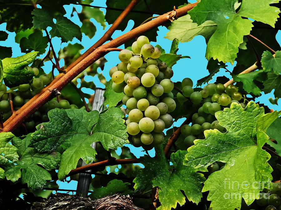 Grapes of Wachau Photograph by Elvis Vaughn