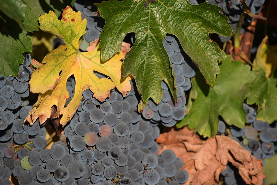 Grapes On A Vine II Photograph