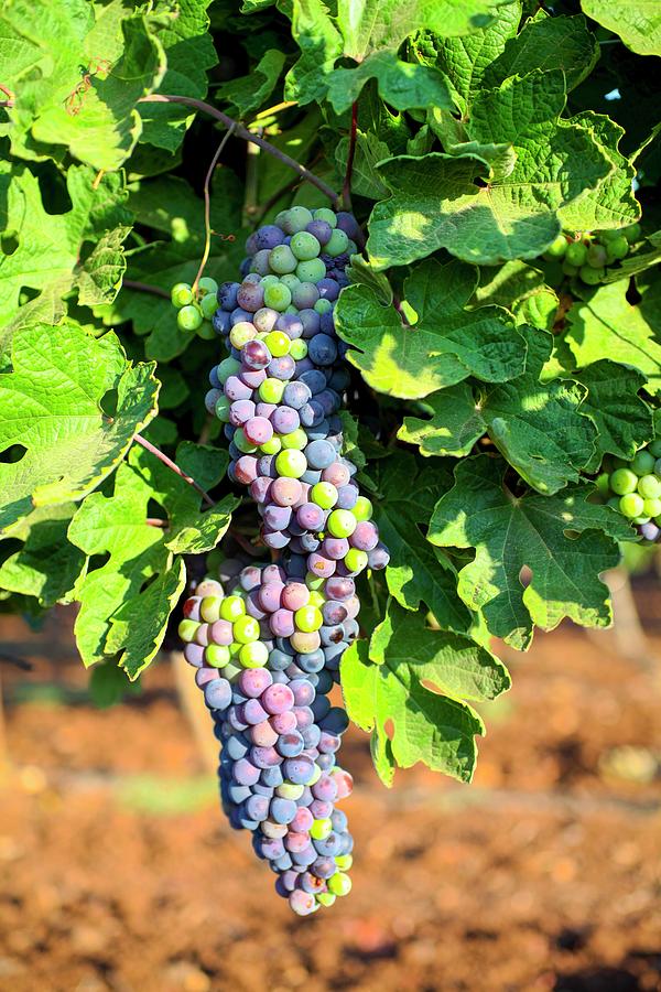 Grapes On A Vine Photograph by Photostock-israel/science Photo Library