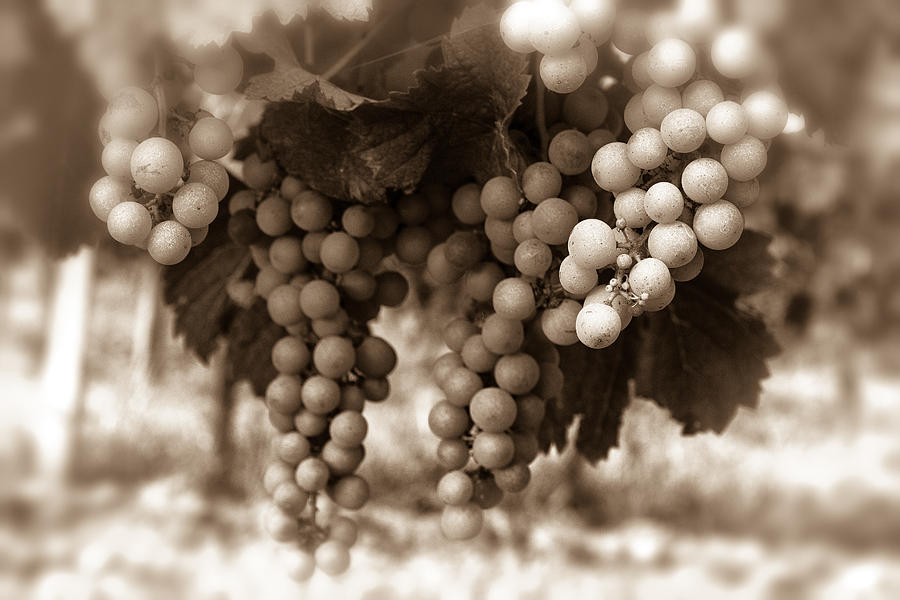 Grapes on a Vine - Toned Photograph by Georgia Clare