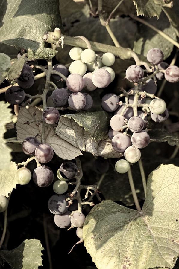 Grapes on the Vine 1 Photograph by Jenny Hudson