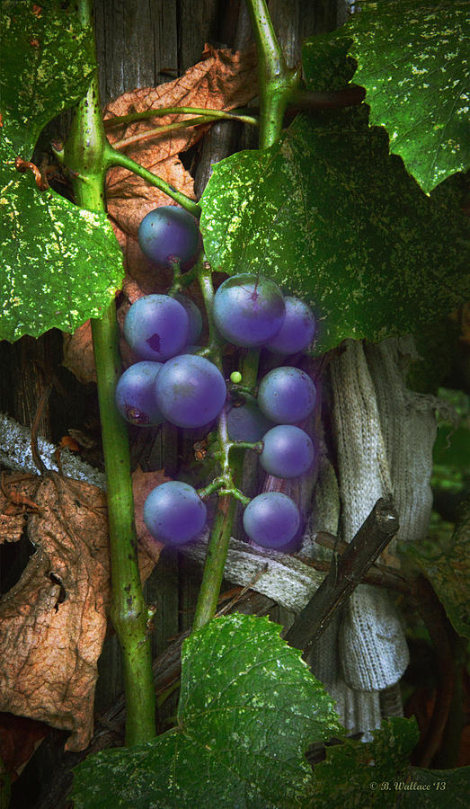 Grapes On The Vine Photograph by Brian Wallace