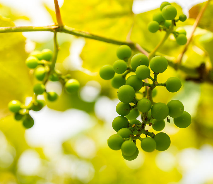 Grapes on the Vine - Finger Lakes Vineyard Photograph by Photographic Arts And Design Studio