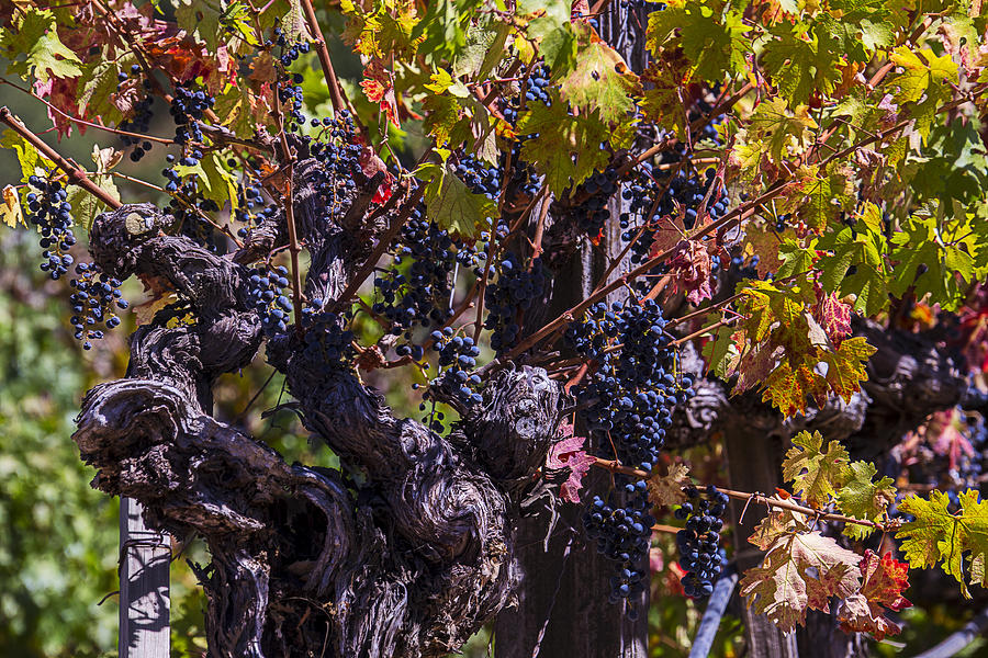 Grapes On The Vine Photograph by Garry Gay