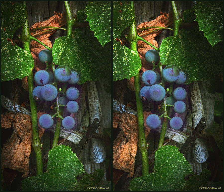 Grapes On The Vine - Gently cross your eyes and focus on the middle image Photograph by Brian Wallace