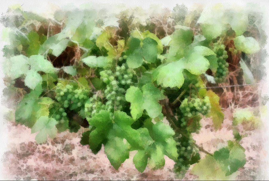 Grapes on the Vine Photograph by Gerry Bates